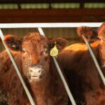 Home raising beef