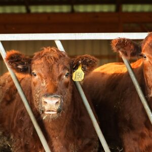 raising beef
